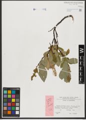Foto von Salix hastata L.